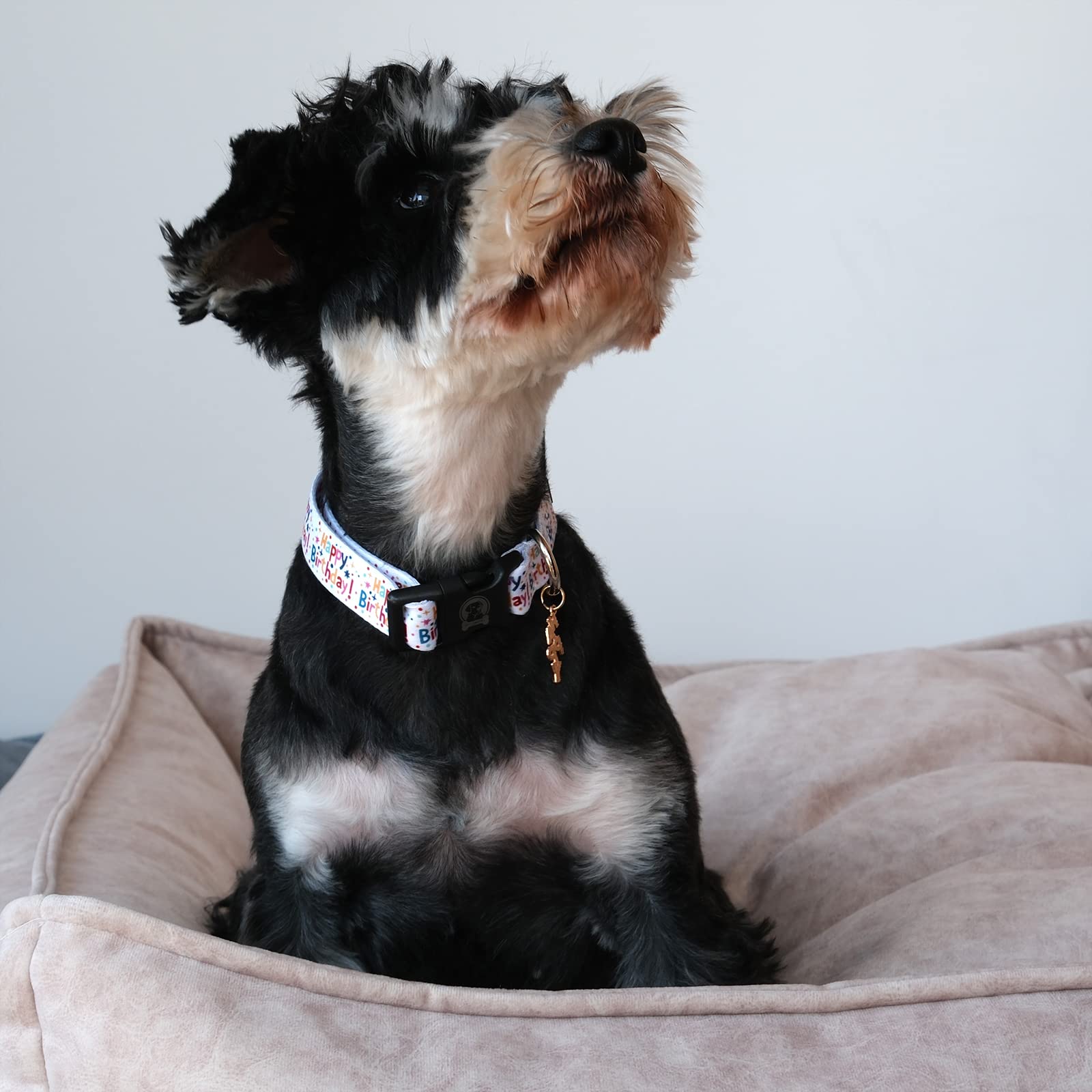 MR. CHUBBYFACE Hundehalsband mit Mustern, weich, verstellbar, für kleine und mittelgroße und große Hunde