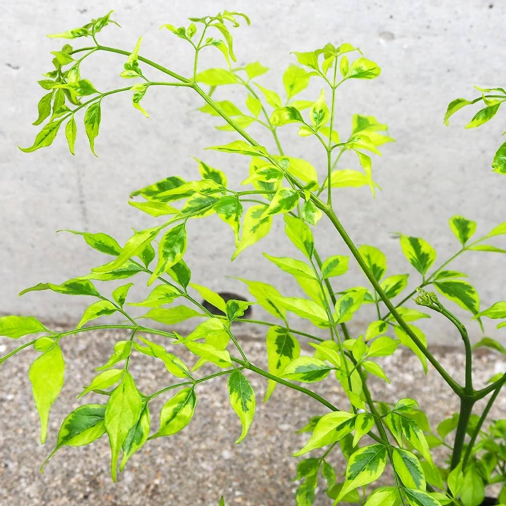 変葉木様　専用‼️ 希少　ステレオスペルマム　白斑入り Amazon.co.jp: ステレオスペルマム レモンライム 3号ポット 8個