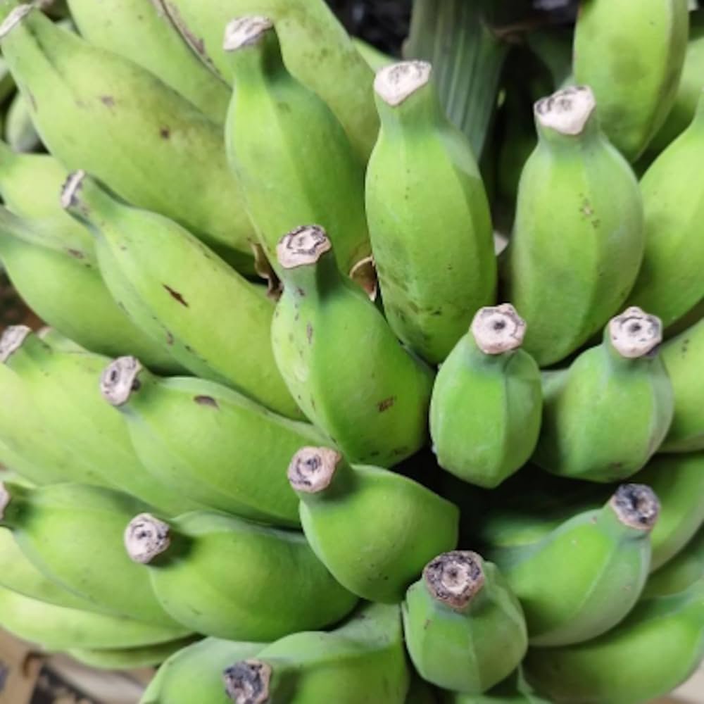 木熟可、210㎝巨大苗◆ゴールデンバナナ、低木耐寒耐病強で初心者向◆追熟不要です 木熟可、210㎝巨大苗◇ゴールデンバナナ、低木耐寒耐病強で初心者