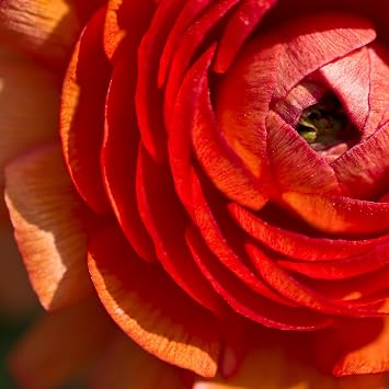 Ranunculus 'Cafe' Bulbs (20 Bulbs) - Rust/Yellow/Red Multicolored Ranunculus Bulb Corms - Large Bulbs, 8+ cm