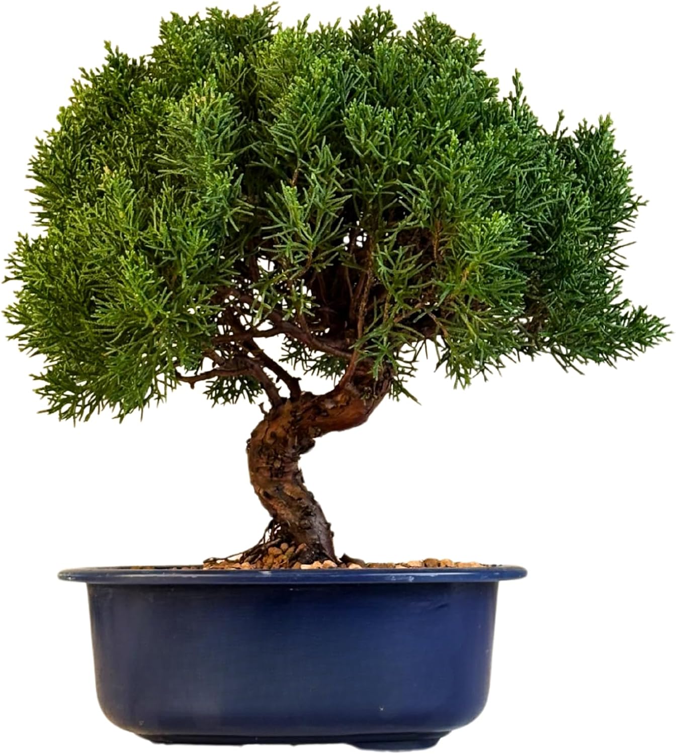 ficus microcarpa bonsai pflege Chinesische Feige 'Ficus Ginseng Bonsai'