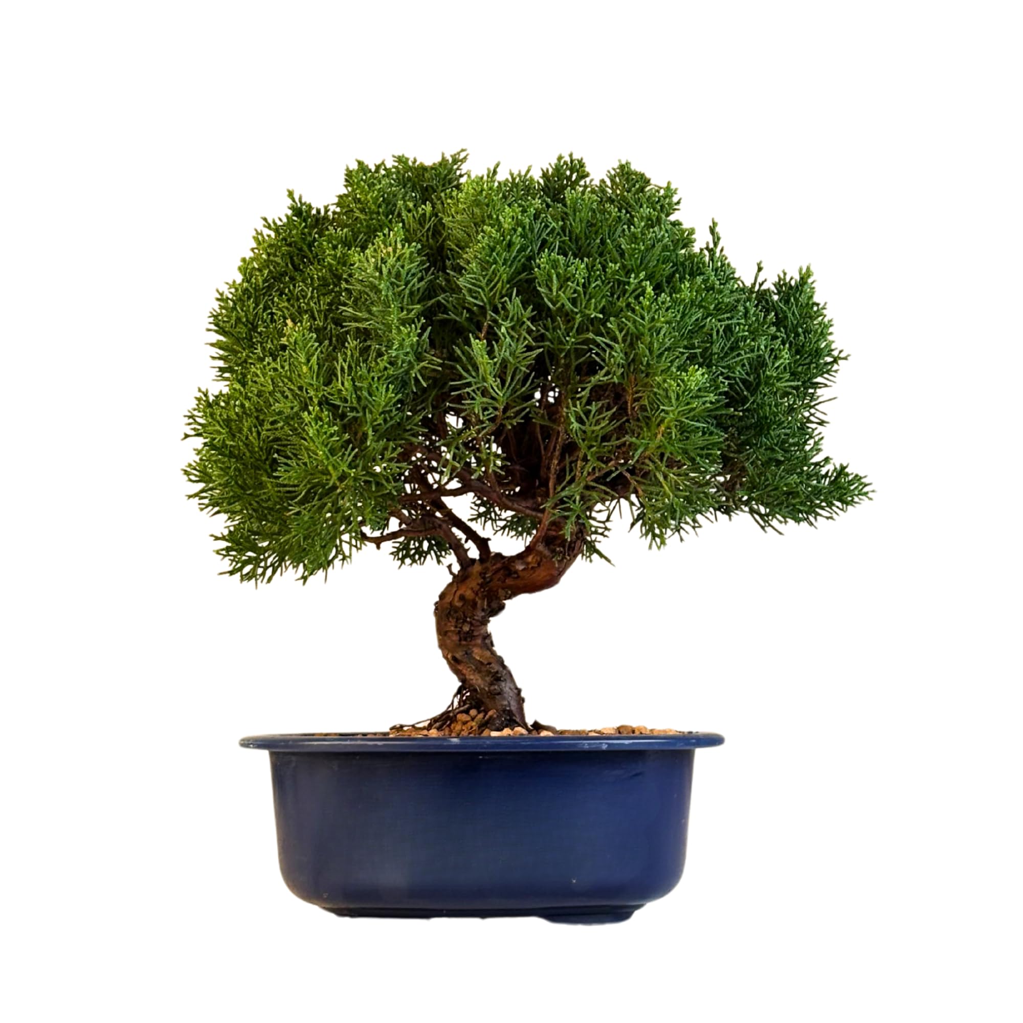 Bonsai Baum in einem Plastiktopf - Juniper Chinesis Kishu aus Japan - Chinesis Wacholder (21 cm Schale, 30-35cm Höhe)