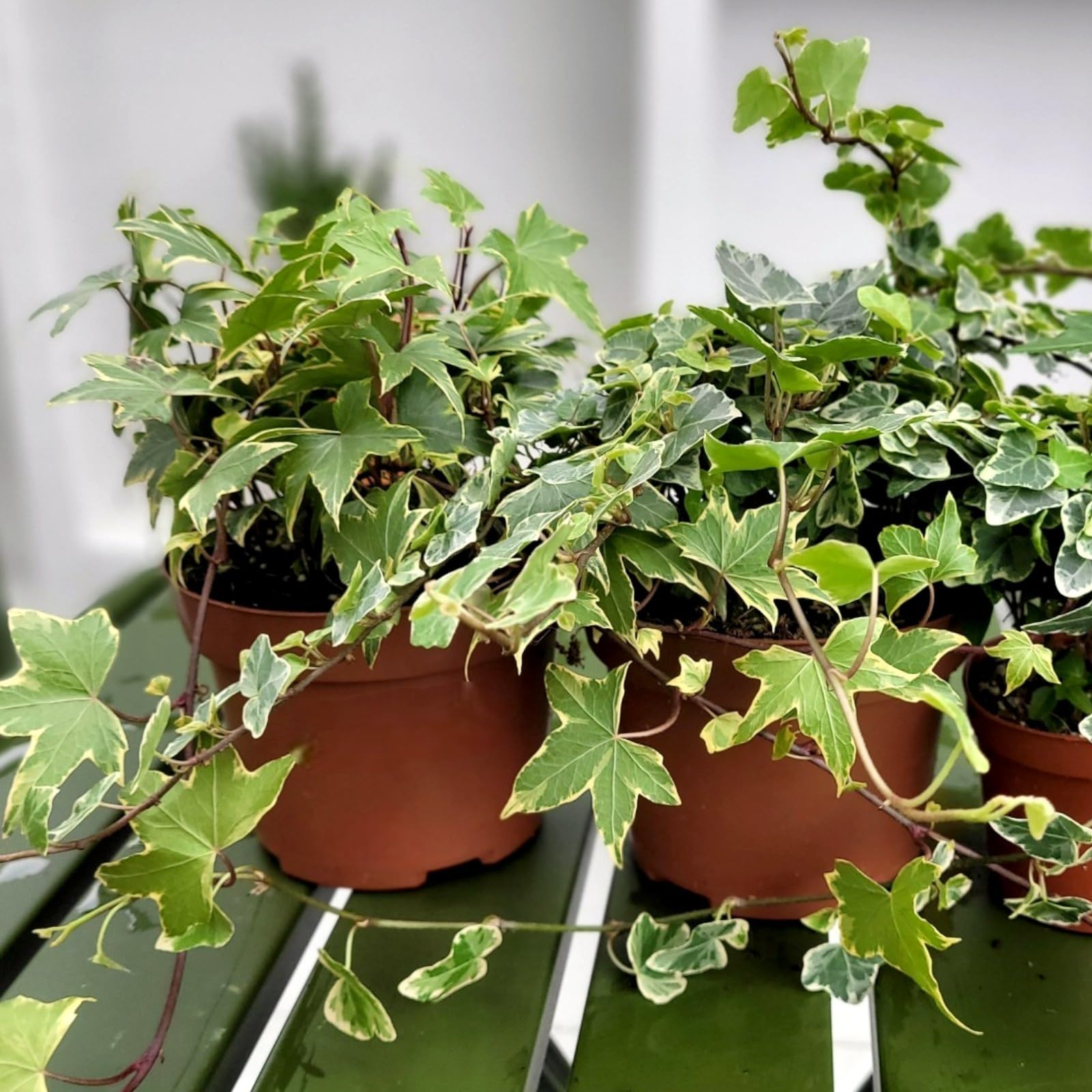 Carbeth Plants 3 x Hedera Ivy Mix in 9cm Pots - Varieties Like Hendera Helix & English Ivy - Evergreen Climbing & Trailing Garden Shrubs for Pots, Walls & Ground Cover
