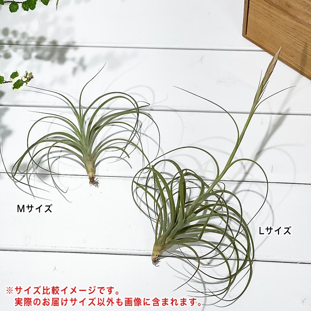 2点セット、イオナンタモンストローサ&スプレンゲリアナ(tillandsia) tillandsia | STORES