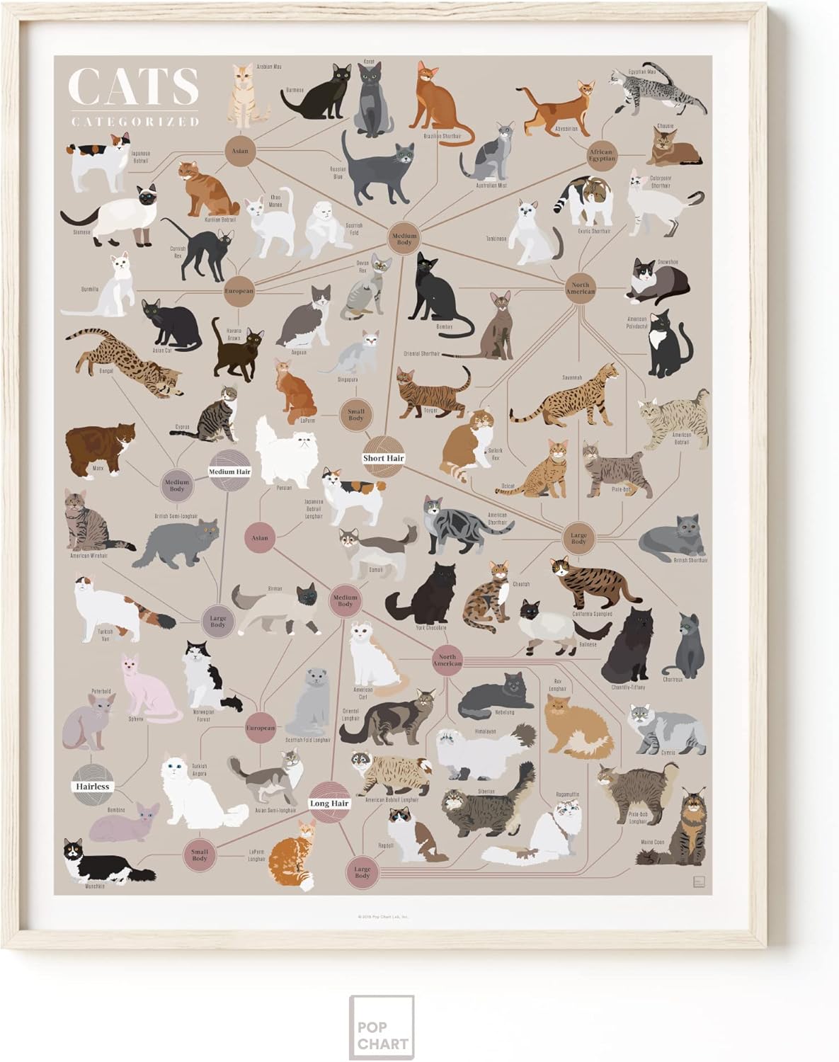 Pop Chart | Cats, Categorized | 16" x 20" Art Poster | Infographic of Every Cat Breed | Perfect Cat Lover Wall Decor for Living Room, Kitchen, and Bedroom | 100% Designed and Made in the USA