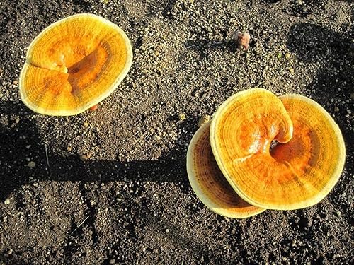 Miniatura 4 de Mushroom Matcha y Reishi de 2.12 onzas y lata Matcha de 3 onzas de Pantenger. USDA Orgánico. Primera descarga. Molida a piedra.