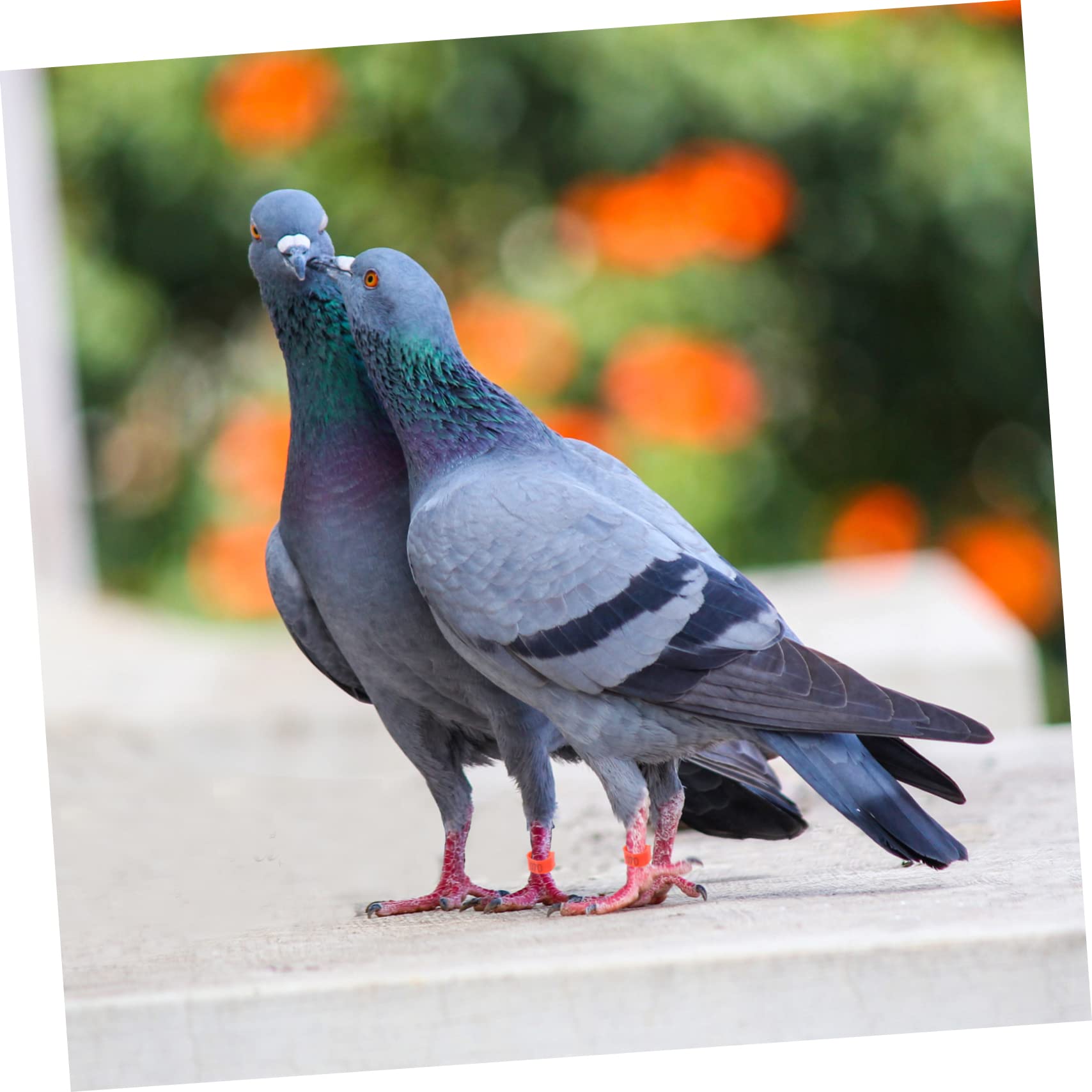 ibasenice Poultry Leg Ring Set 100pcs Plastic Identification Anklets Chicken Bracelets Bird Leg Bands for Management