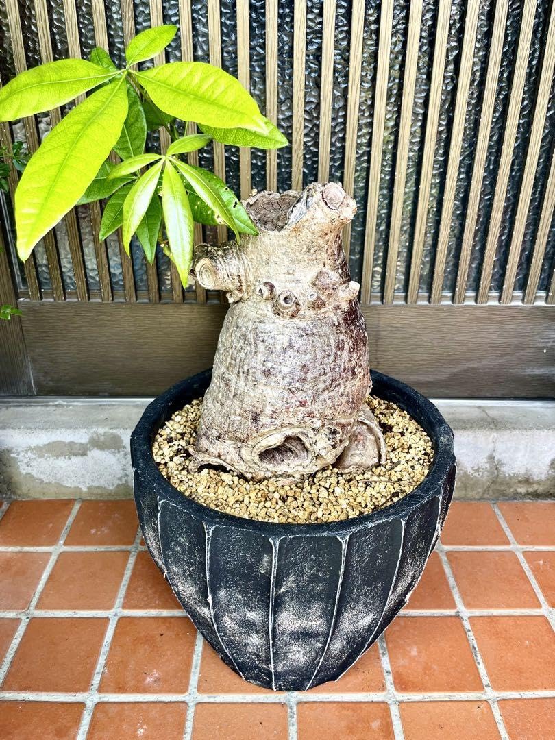 パキラ 塊根 Amazon.co.jp: 霊樹パキラ 9号陶器鉢ごと 塊根植物 観葉植物