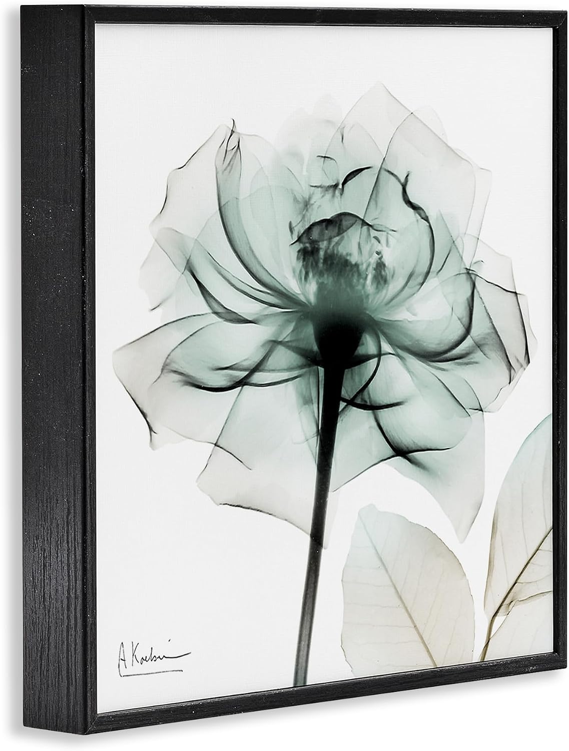Stupell Industries Transparent Flower Blossom Black Framed Giclee Art, design by Albert Koetsier, 24 x 24