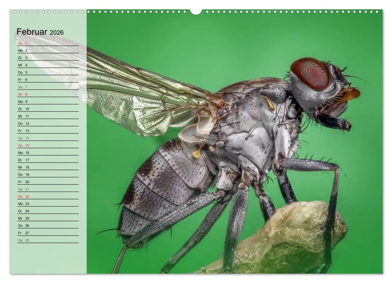 Die geheimnisvolle Welt der Insekten (hochwertiger Premium Wandkalender 2026 DIN A2 quer), Kunstdruck in Hochglanz: Faszinierende Nahaufnahmen von verschiedenen Insekten (CALVENDO Tiere)