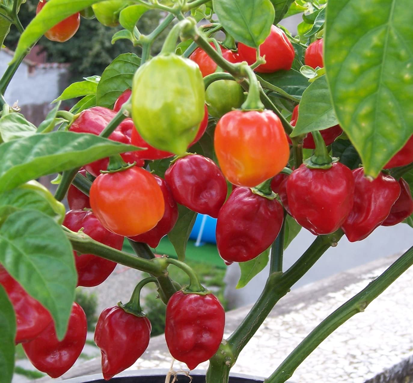 Golden Hills Farm hybrid Red Habanero Pepper Capsicum Chinense 40+ seeds (B092SWJ5N9) Amazon Price History, Amazon Price Tracker
