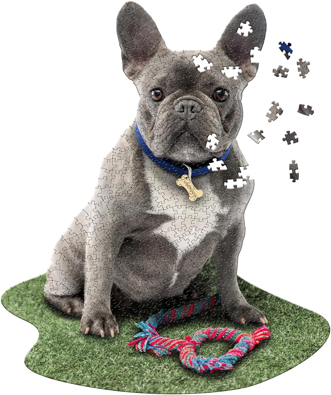 Madd CAPP: I Am Frenchie - 550 Piece Puzzle - Dog Shaped Animal Jigsaw, 25 x 30 Assembled Size, Poster Reference, Educational Fun Fact Booklet
