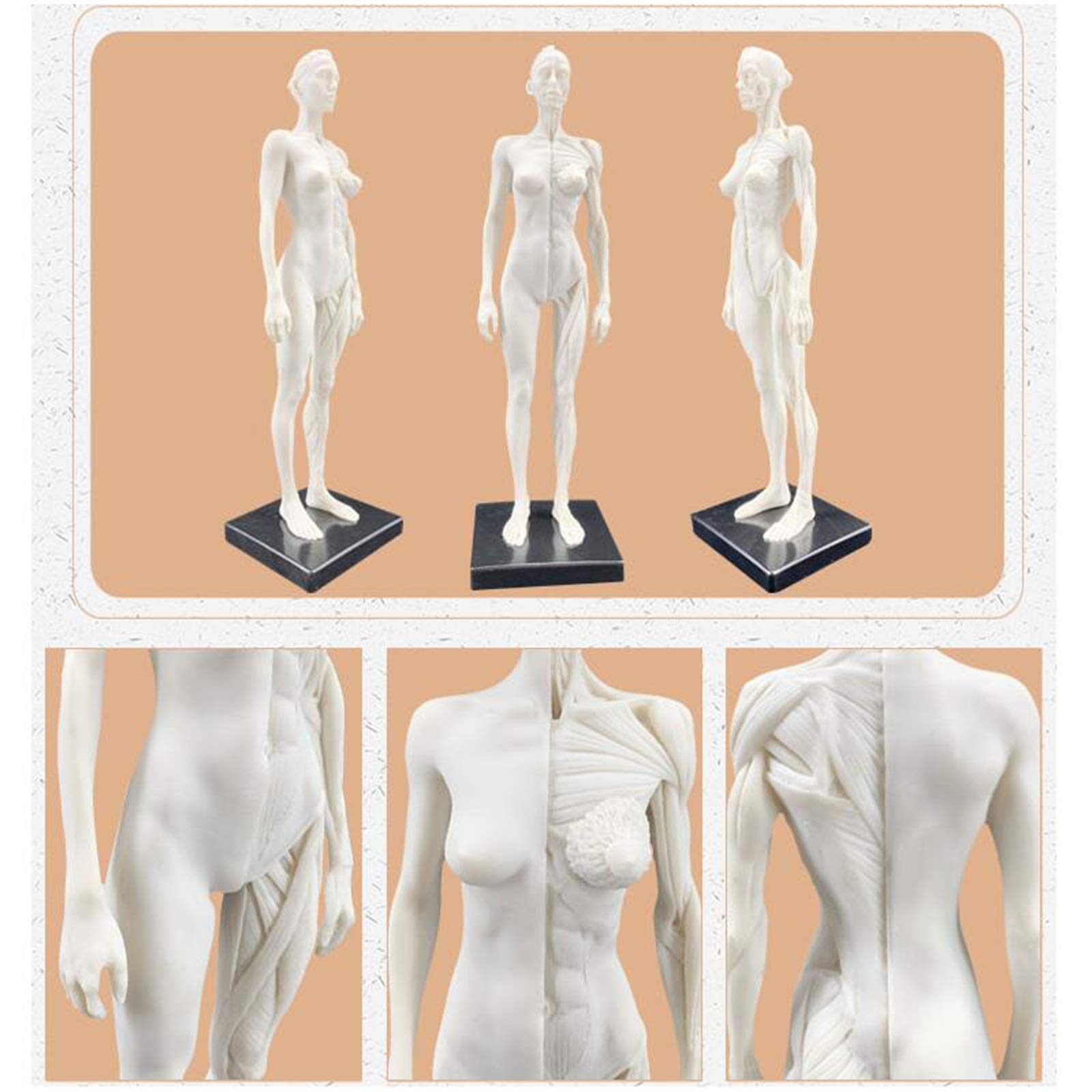 Modelo anatomía Figura anatomía Femenina Modelo Hueso Muscular anatómico Humano Anatomía anatómica Humana Cráneo Arte Boceto Pintura Escultura Modelo para Artista Dibujo Estudio Modelo Esqueleto