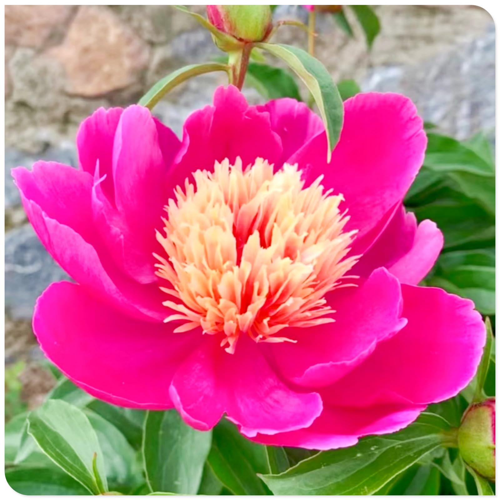 (OPVDJD) Peonie comprare-Rizomi Winterhart/Paesaggio/Rizomi eleganti/Rizomi fiorituri-5 rizomi-H