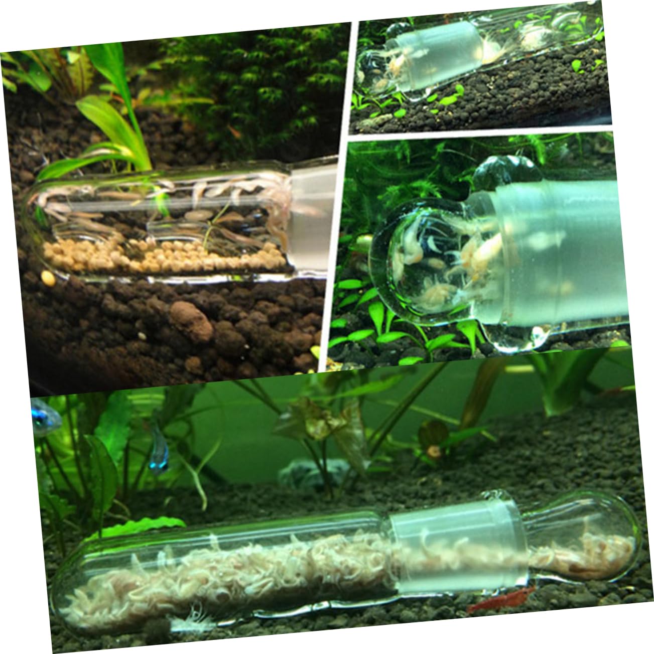 3 Piezas colector de sanguijuelas de Vidrio de Acuario Accesorios para peceras sanguijuela de Acuario Accesorio para pecera sanguijuela de pecera BESPORTBLE