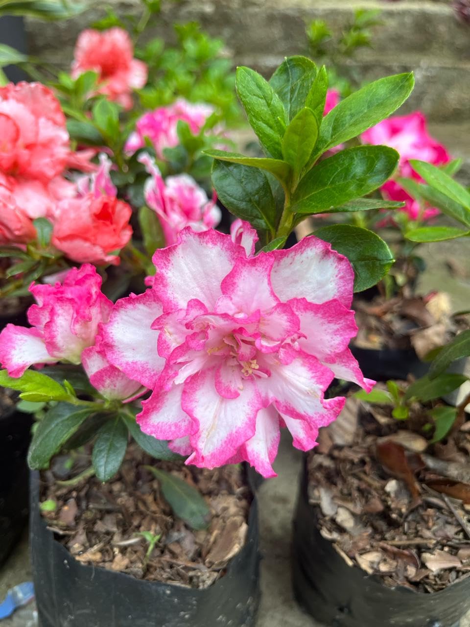 Binmac florist AZALEA PLANT MULTICOLOUR (B0CY9M2DYB) Amazon Price History, Amazon Price Tracker