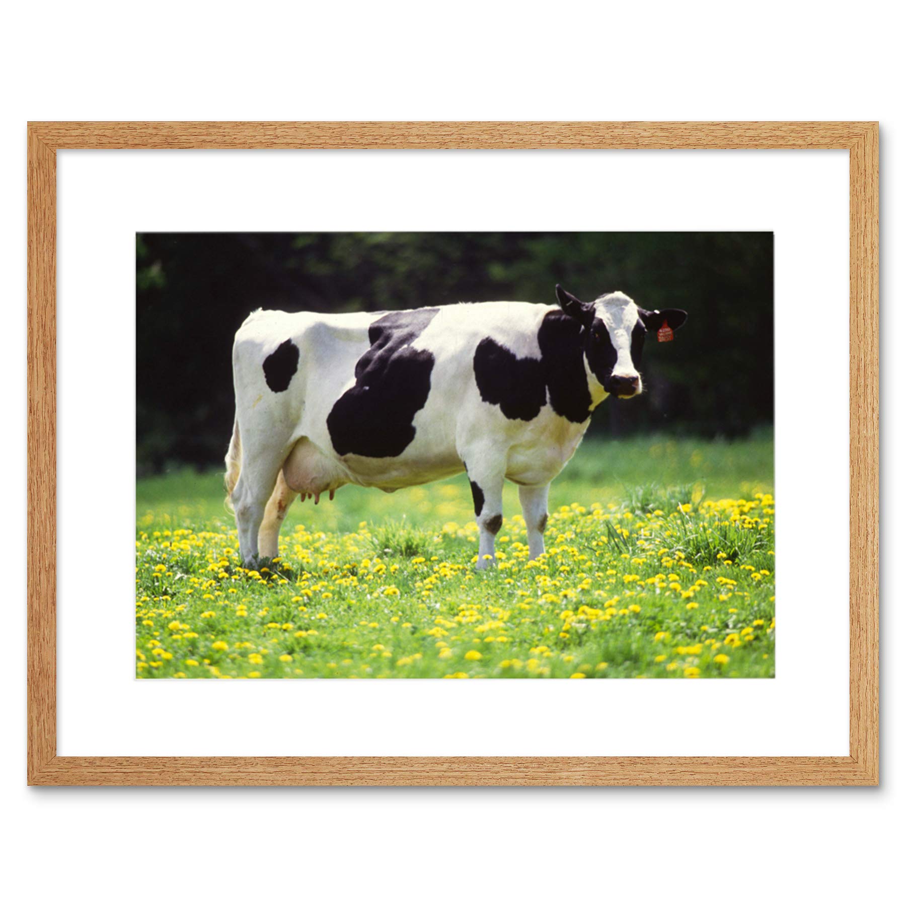 Wee Blue Coo Nature Agriculture Farm Animal Cow Friesian Field Framed Wall Art Print
