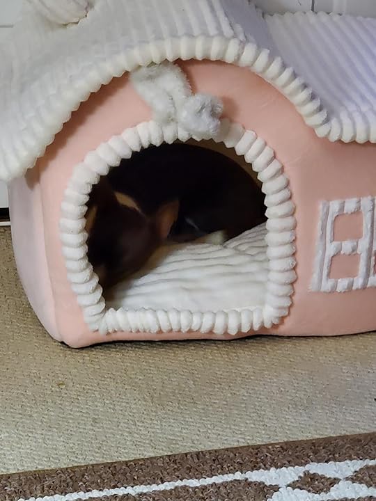 Recensione cliente - cuccia per gatto