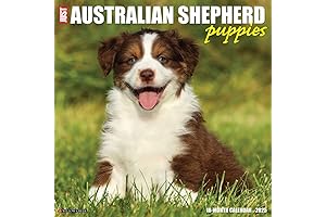 2025 Just Australian Shepherd Puppies Wall Calendar -12x12