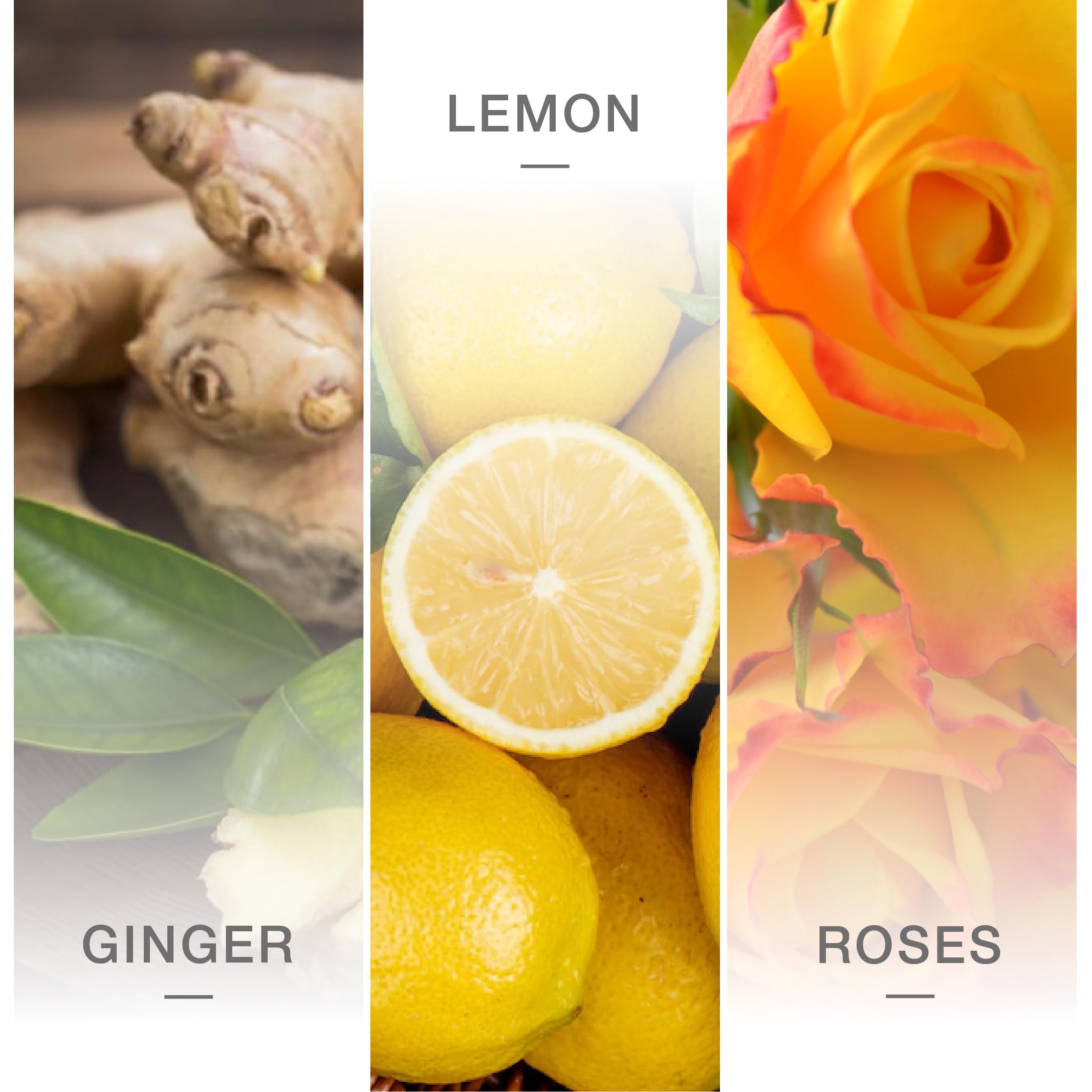 Island Melange Zodax Serena Saint Barth Reed Diffuser Indigo Blue 4 oz