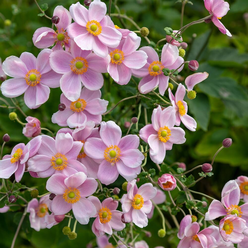 Amazon.co.jp: シュウメイギク 秋明菊 12cmポット 苗