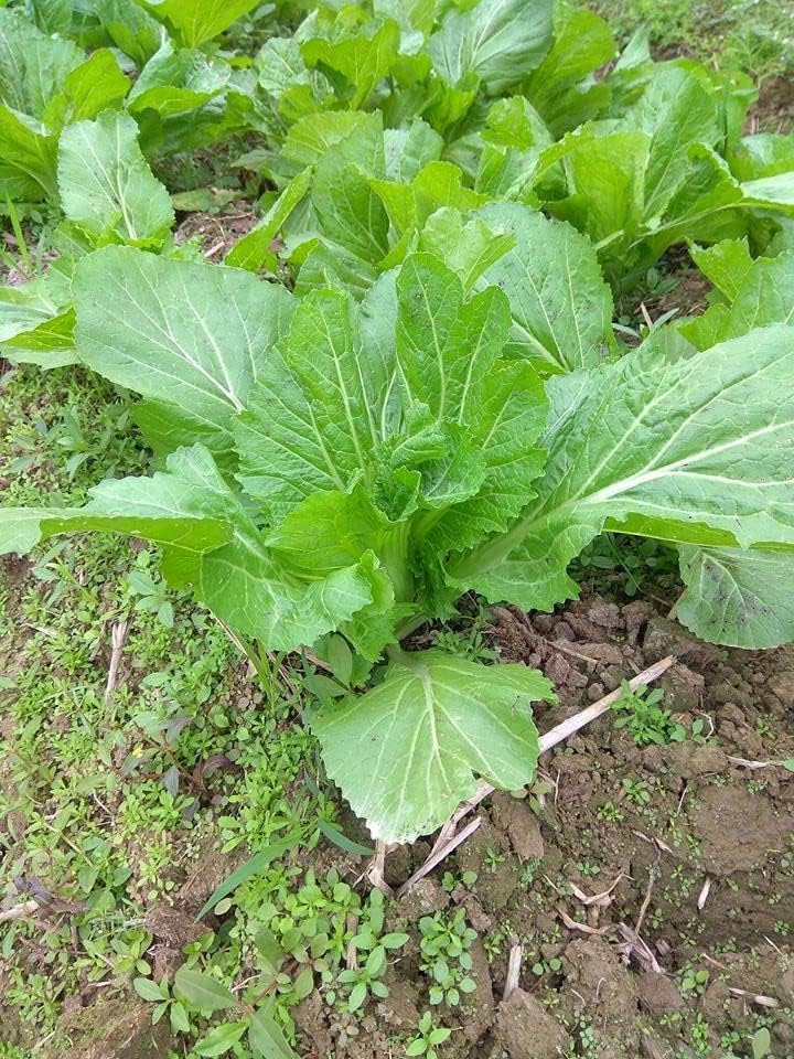 Miniatura 2 de Más de 750 semillas de bambú de hoja grande GAI Choi Mostaza Verde Junio de 2021 Prueba Ci