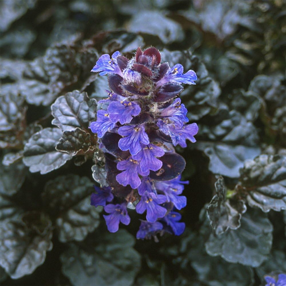 Black Scallop Bugleweed - Ajuga - New! - Darkest Form - 48 Plants - 1 3/4" Pots