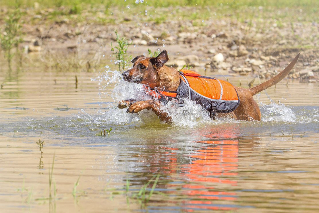 Knuffelwuff 13921-002 Hunde-Schwimmweste Storm mit Griff und Reflektoren größe: M