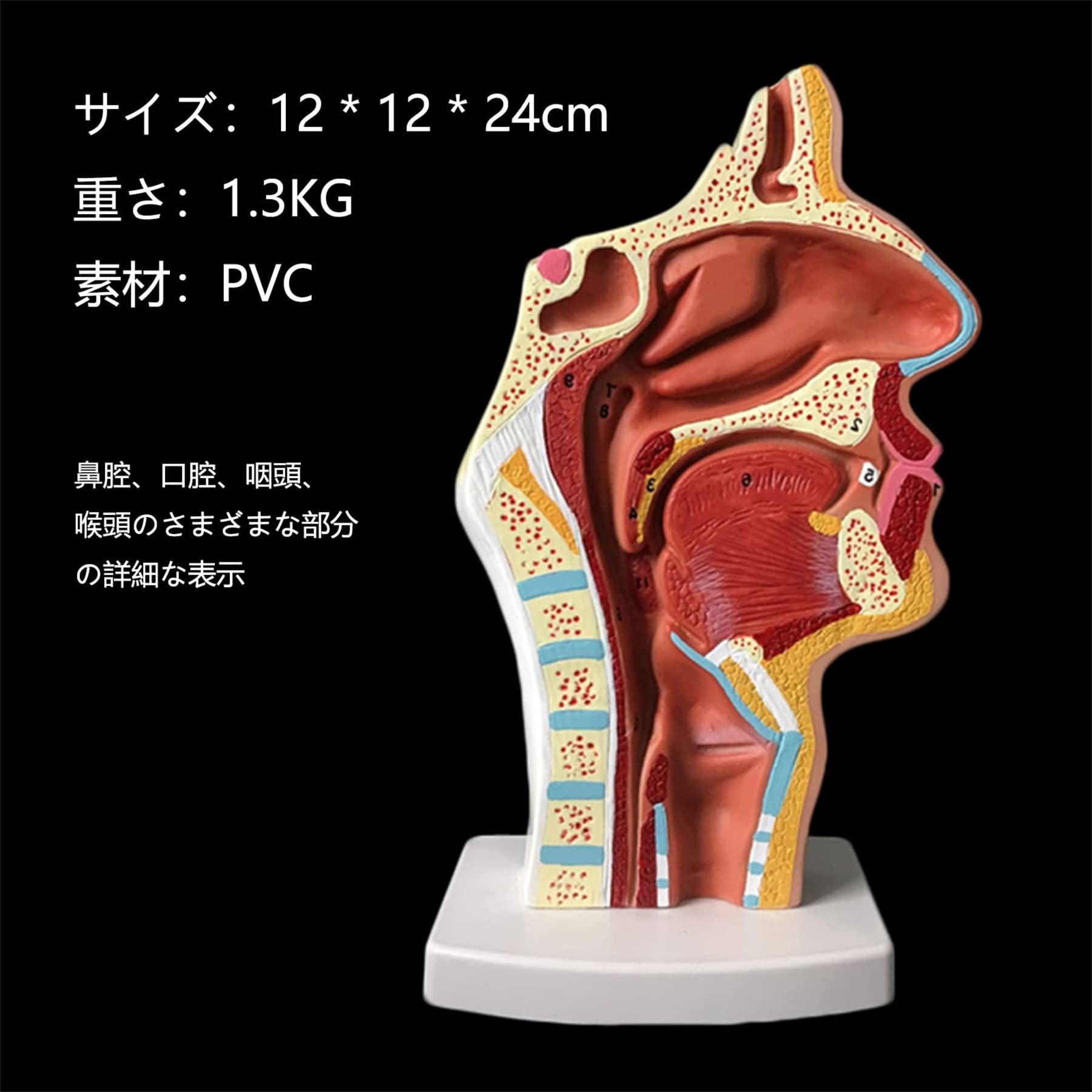 Amazon.co.jp: 人体の鼻腔の解剖学的モデル 中咽頭の構造ENTノーズ
