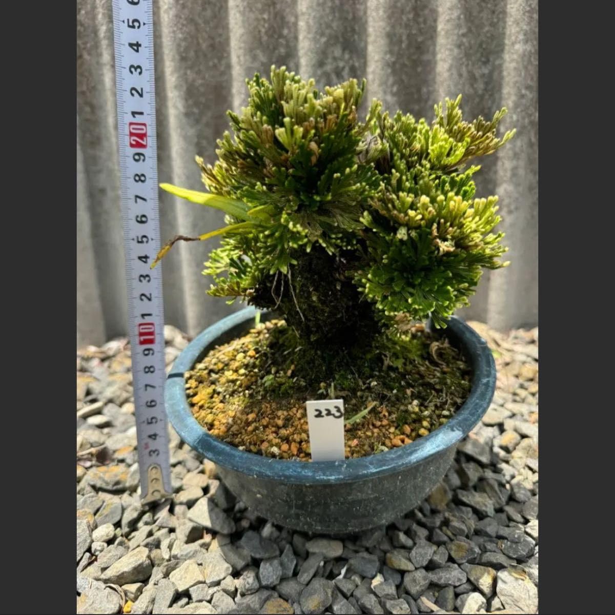 オリーブの木 ルッカ 10号 約175cm NO.582 人気品種 一点物 オリーブ