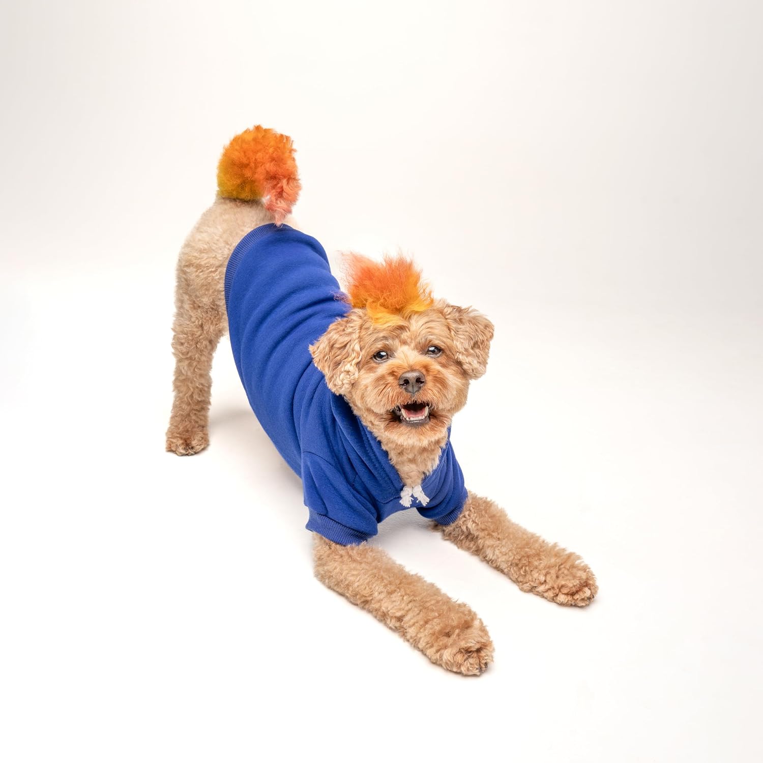 My Mom is Hotter by One Degree Dog Hoodie | Fleece Lined | Leash Hole| Graduation Prop | Class of 2025 2026 2027 2028 |Royal Blue, 2X-Large (667)