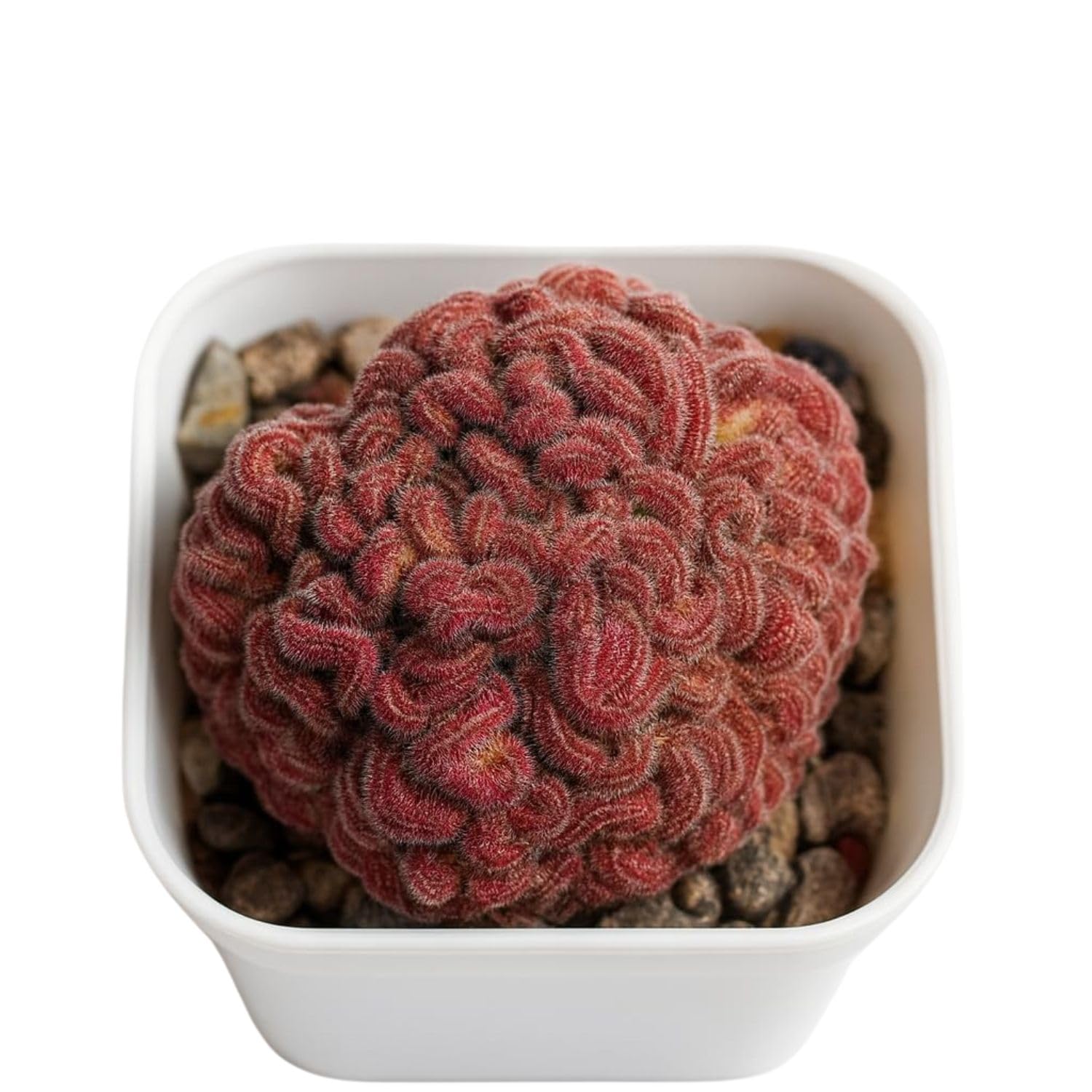 Samarth Cactus Mammillaria Compressa cv. Yokan Cristata Live Cactus Plant Air Purifier Indoor Natural Rare Live Plant With Pot Succulent, Living Room, Bedroom, Home Garden Balcony Office Decor-image-38