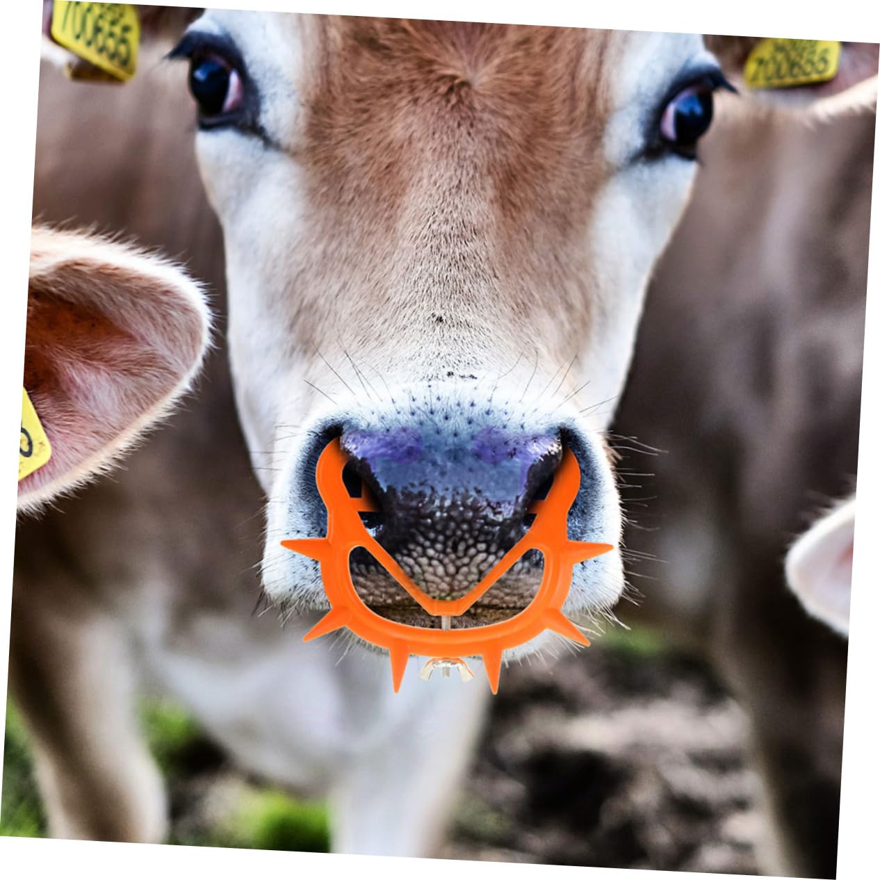 BESPORTBLE 40pezzi Clip Per Nasino Di Vitello Attrezzatura Per Svezzamento Bovina Strumento Pratico Per Allevatori e Veterinari Materiale Resistente e Facile Da Usare
