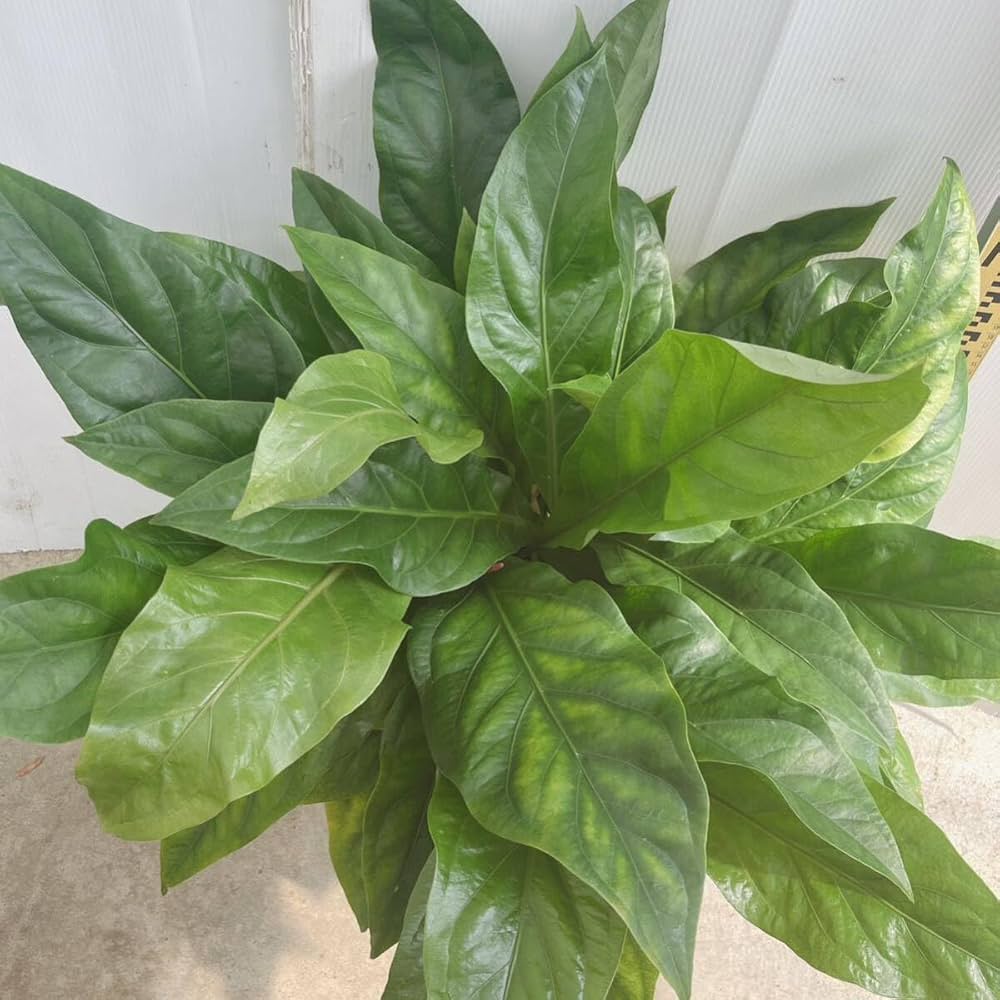 Amazon｜アンスリウム ジャングルブッシュ8号 大型大株 品種レア