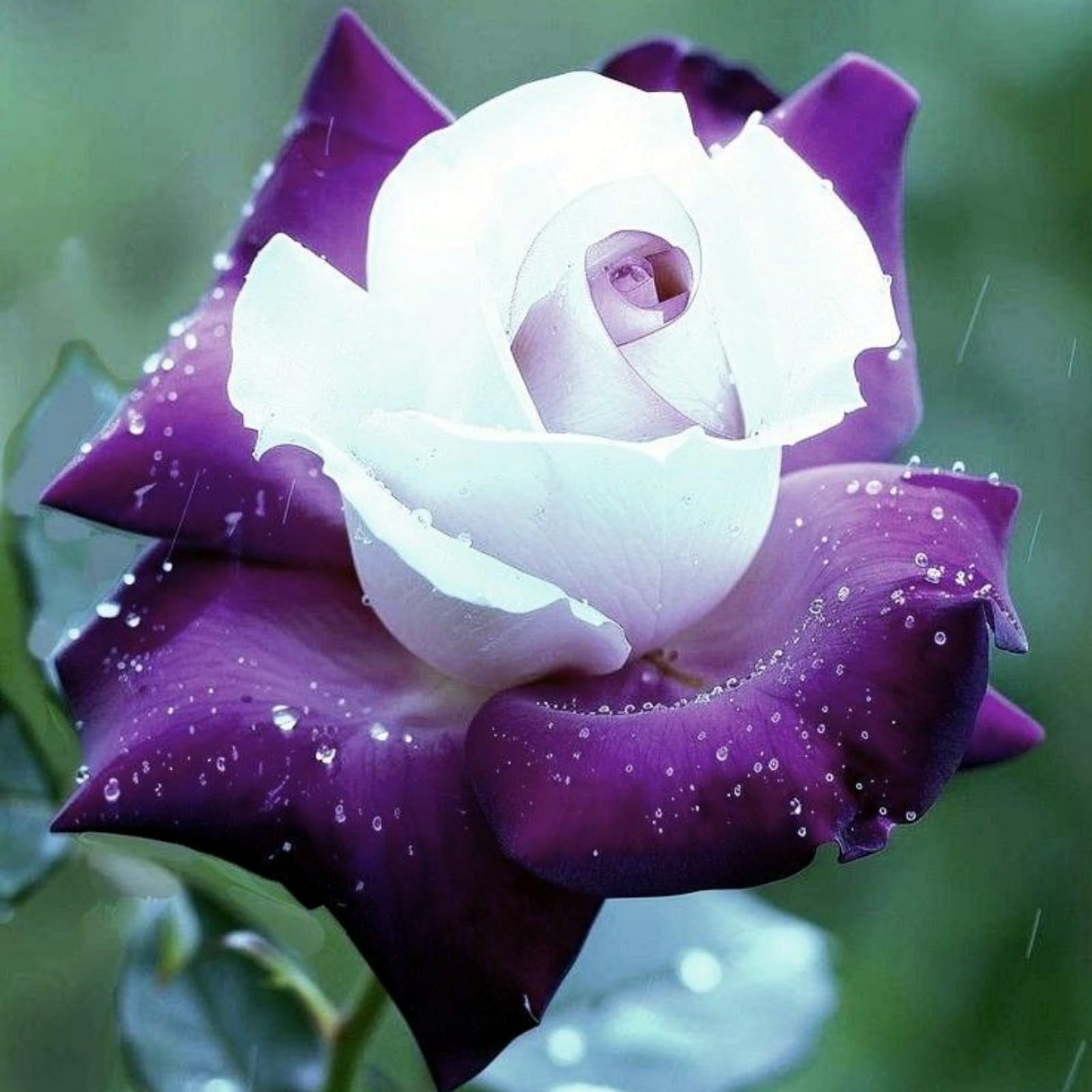 Stunning Rose Rhizome, Hardy Perennial, Garden Decoration, No Watering Required, Professional Planting, Suitable for Spring and Autumn-1 Rhizome-J