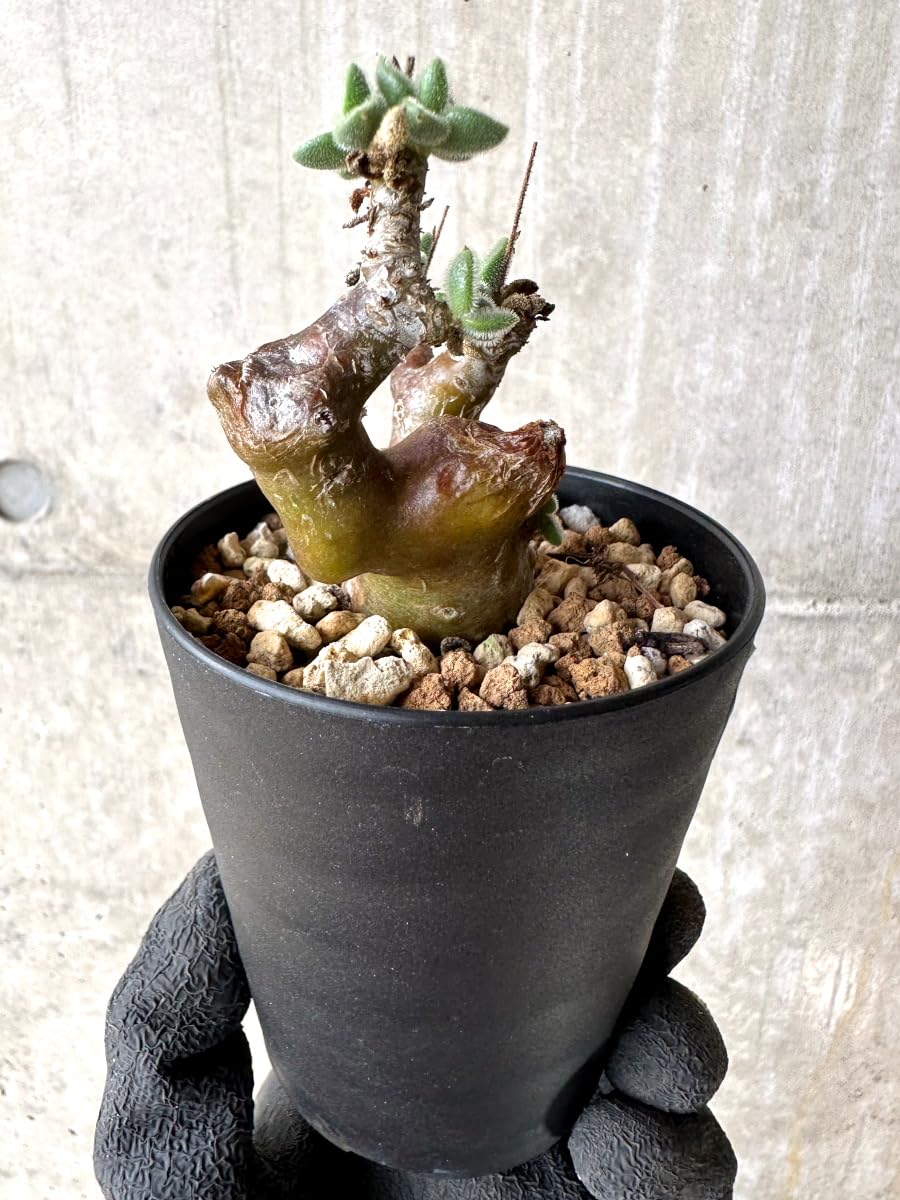 特別選抜短葉多頭美株！　レウコスリクス　チレコドン　多肉植物　塊根植物　実生 482 まるでオブジェの佇まい 万物想『チレコドンレティキュラーツス