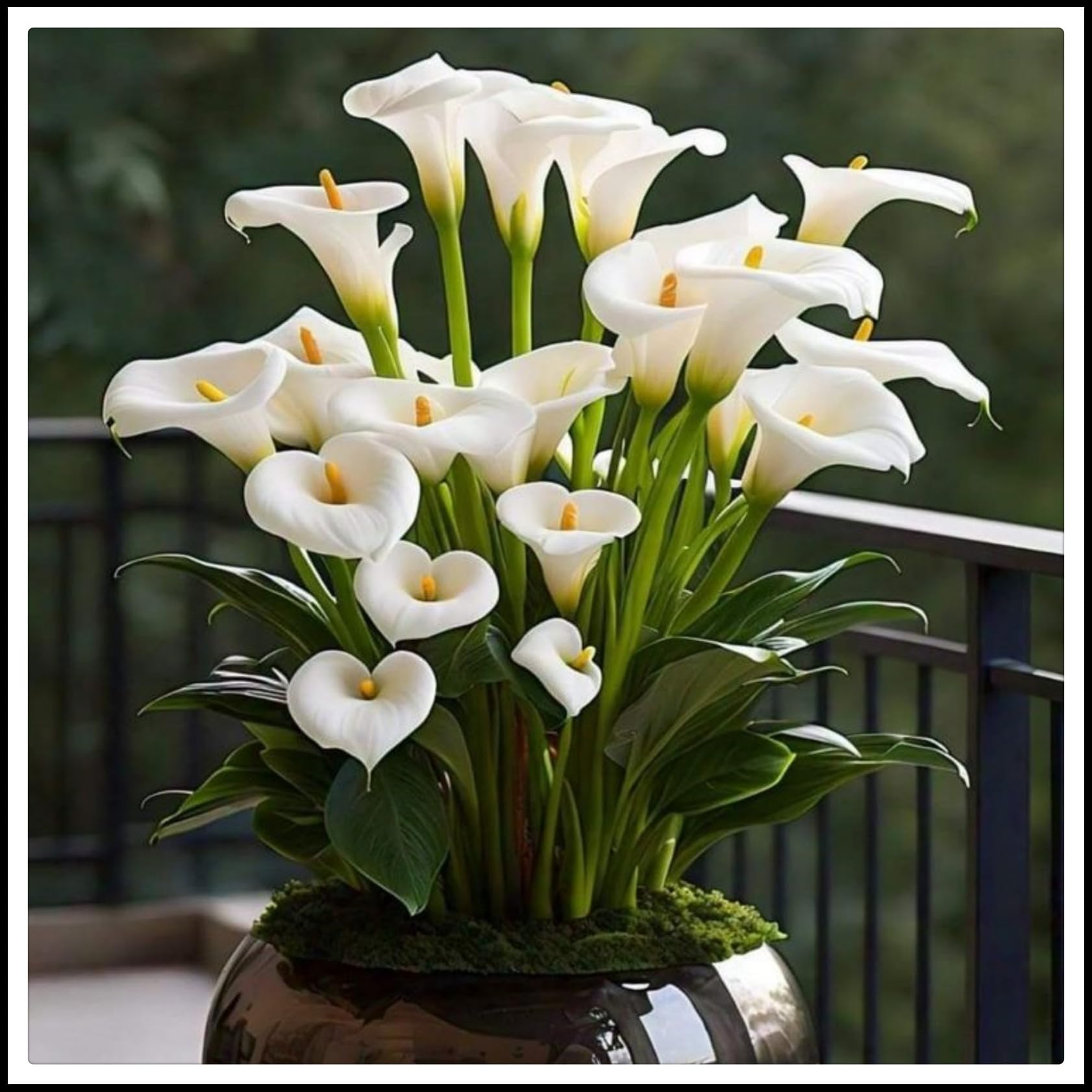 Calla Lily Bulbs.Strong Plants That Grow Well Mix Golden Jade Carving Feels Beautiful//.（NVNJHJN）.-6 Bulbs-C