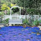 20000+ Magic Blue Creeping Thyme Seeds for Planting Ground Cover Plants Heirloom Flowers Perennial Thyme Non-GMO Thymus Serpyllum Seed