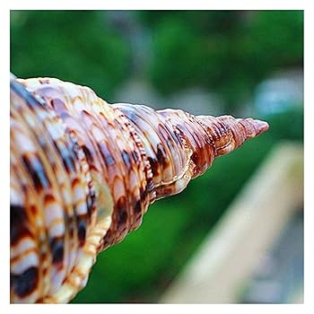 インテリア 大型 貝殻 巻貝 25cm~30cm弱 本物 2つセット Amazon.co.jp: 装飾用の大きな巻き貝、天然の珍しい貝殻10cm。家