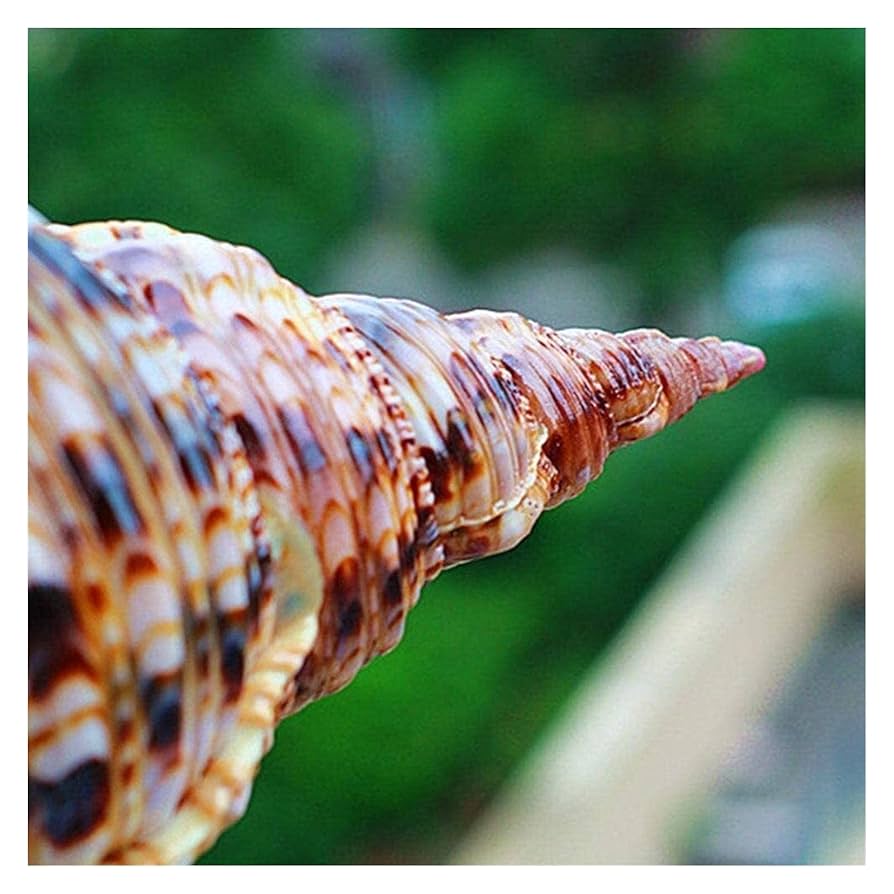 Amazon.co.jp: 20-2cm自然な巻き貝の大きい巻き貝の貝殻水族館の