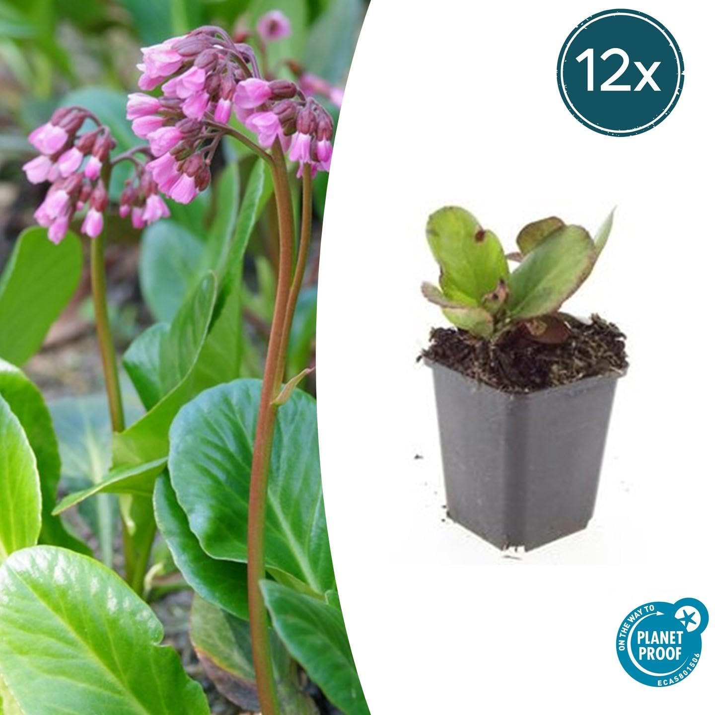 Bergenia 'Herbstblüte', Bodendecker für Garten, Rosa, 12er Set, Ø9cm