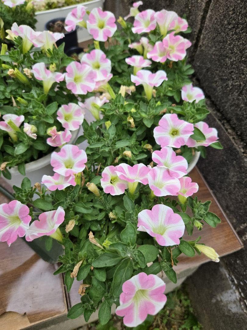 サフィニア　ももいろハート　苗3800円 楽天市場】サントリー サフィニアアート ももいろハート 3号