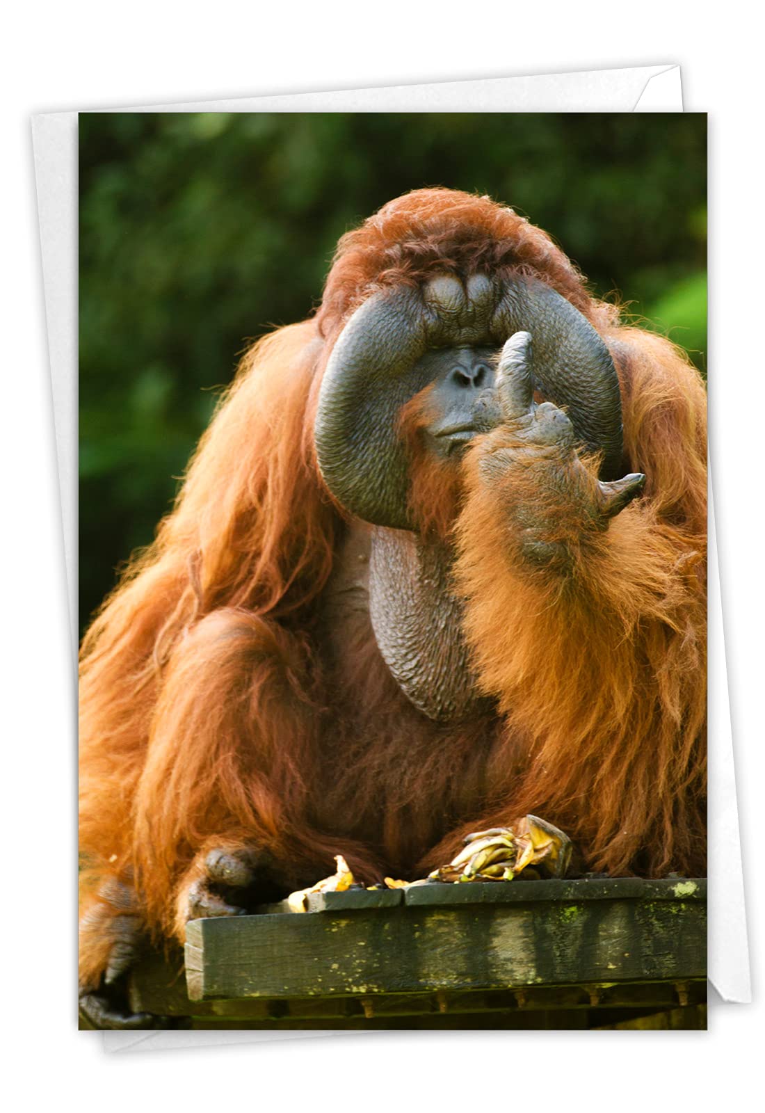 NobleWorksBirthday Greeting Card with 5 x 7 Inch Envelope (1 Card), Fun Animal Bday Celebration - Flipping Monkey - Orangutan C9516DBDG