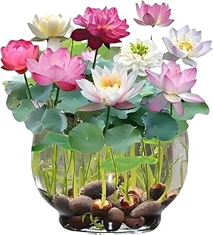 Radiant Rainbow Lotus Flower Seeds,Dwarf Rainbow Lotus Flower Seed, Lotus Seeds for Home Garden Flower Seeds Flower Seeds for Garden Plant Seeds (Pack of 30)