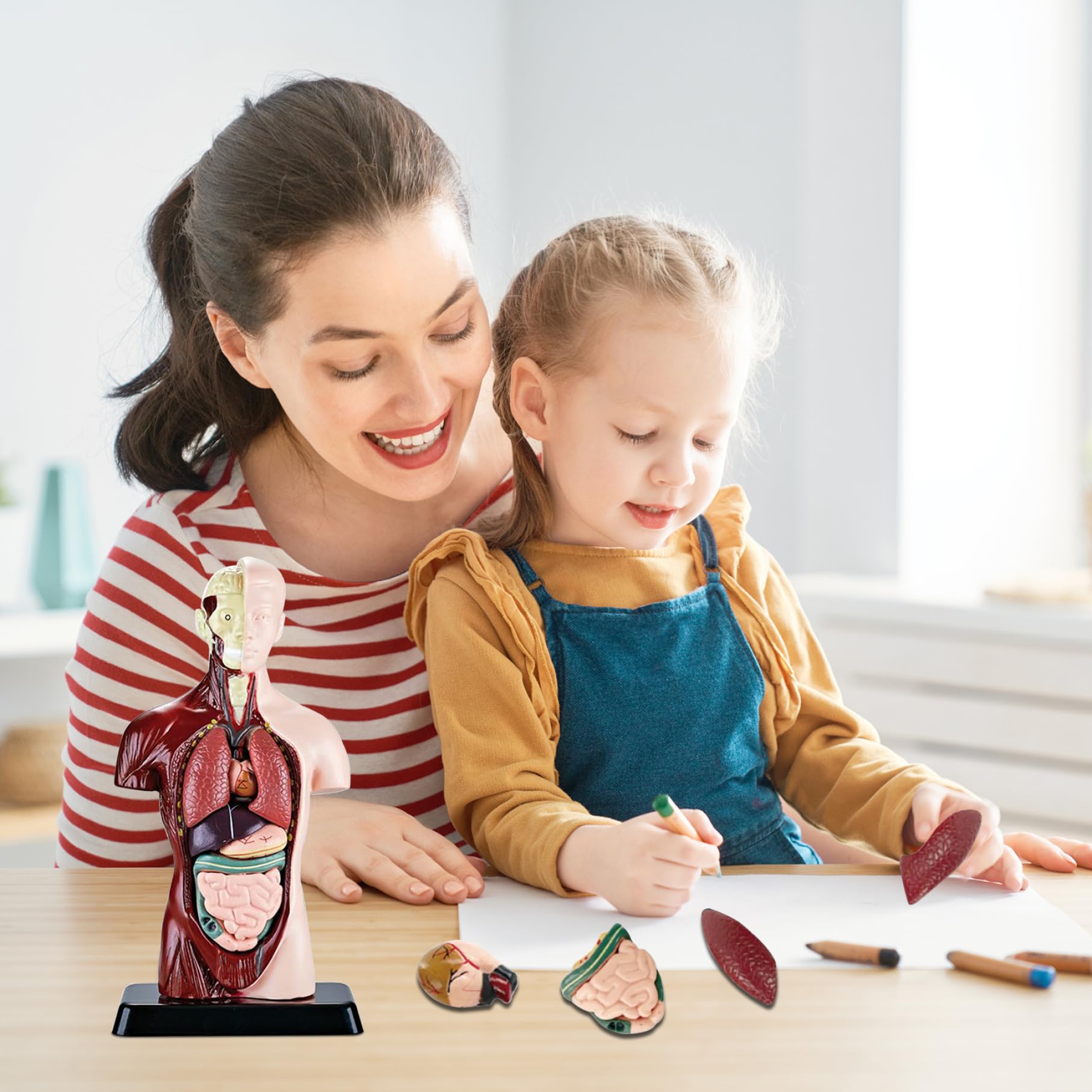 Model ciała człowieka dla dzieci, realistyczna zabawka anatomiczna 9,6 cala z 6 wyjmowanymi częściami organów, interaktywna zabawka edukacyjna dla dzieci w wieku 6+ lat