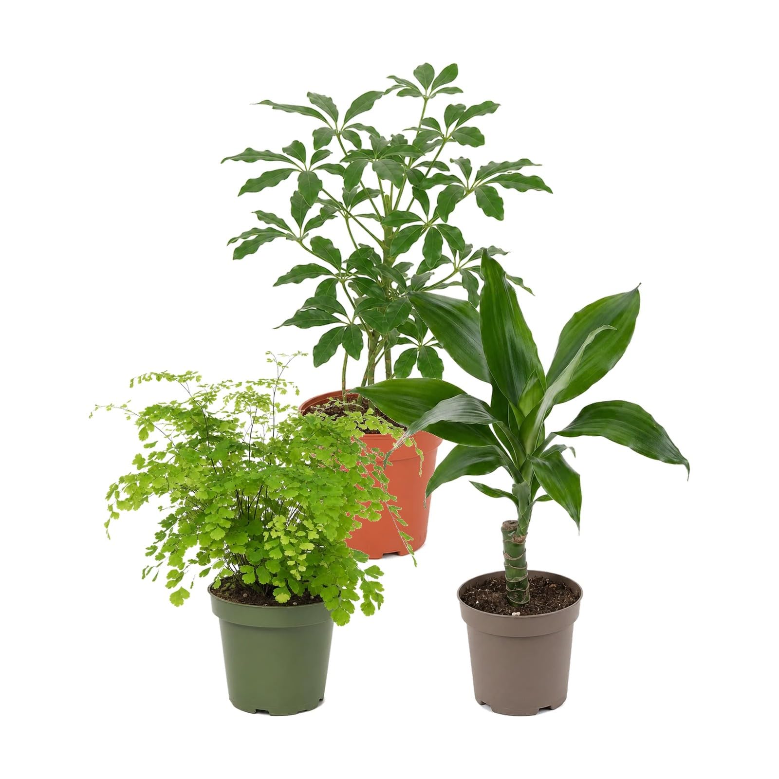 DECOALIVE Pack 3: Cheflera Gerda, Culantrillo y Tronco de Brasil