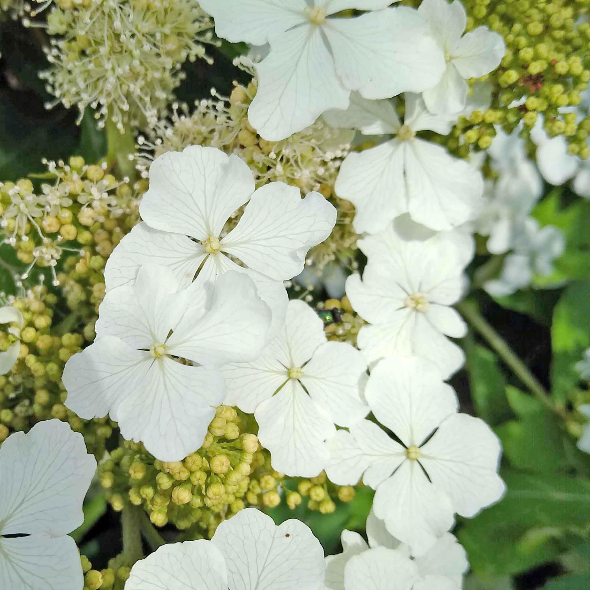 Marshalls Garden Hydrangea querc. Ice Crystal 9cm