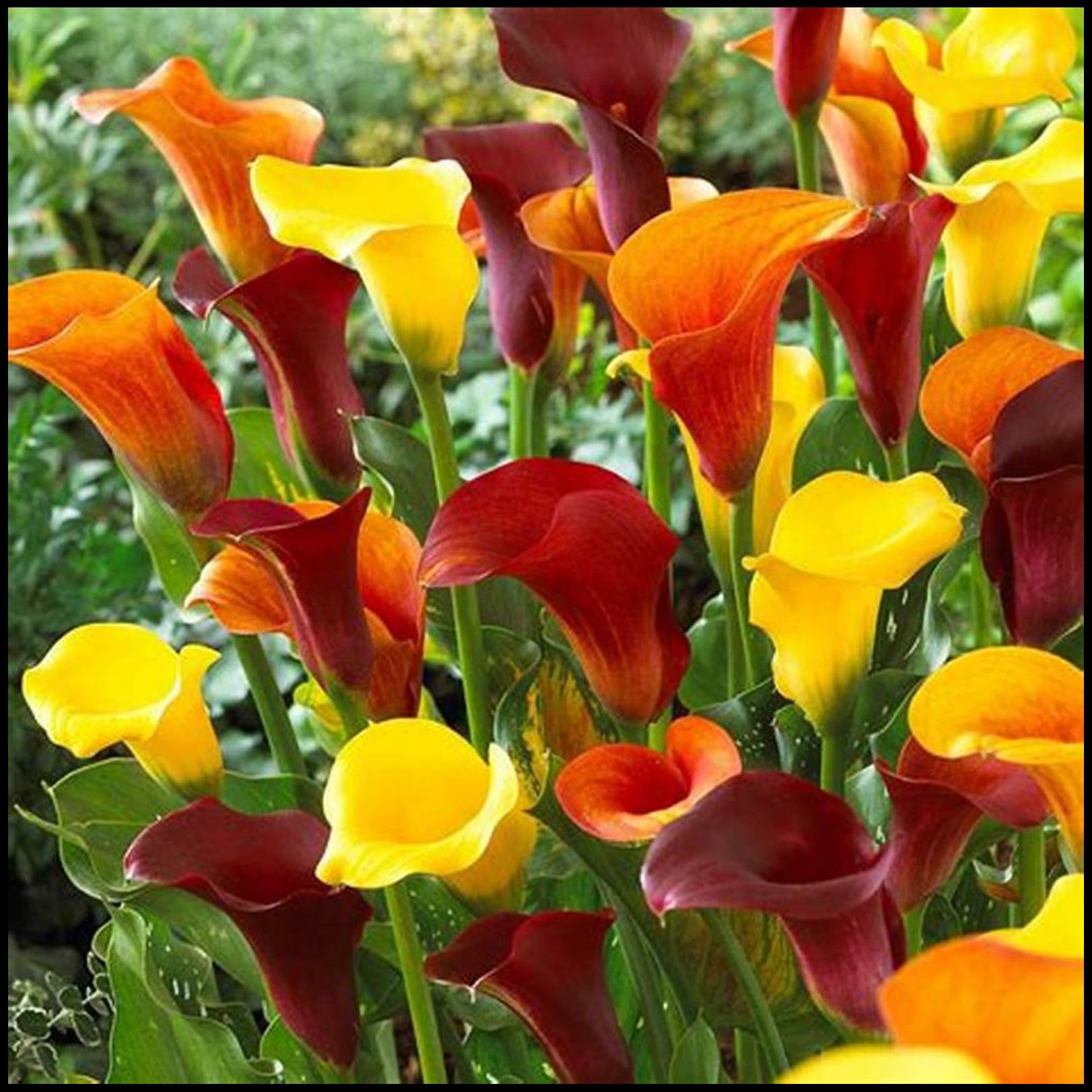 Calla Lily Bulbs for Planting Now UK Ornamental Perennial Excellent Display Plant Bulbs Good for Containers Natural Organic Easy Plant Perennial Greening Flower-10bulbs-M