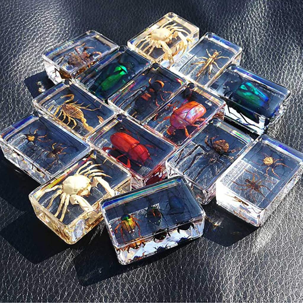 Specie di Insetti Campione Resina Set,Insetti in Resina,Giocattoli Animali Esemplare Fermacarte Collezione Bambino,Regalo di Compleanno,Giochi investigativi,Arredamento per la casa