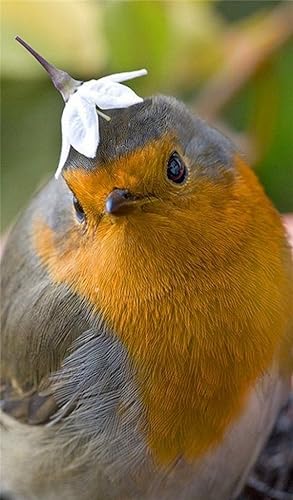 Birds Wallpapers